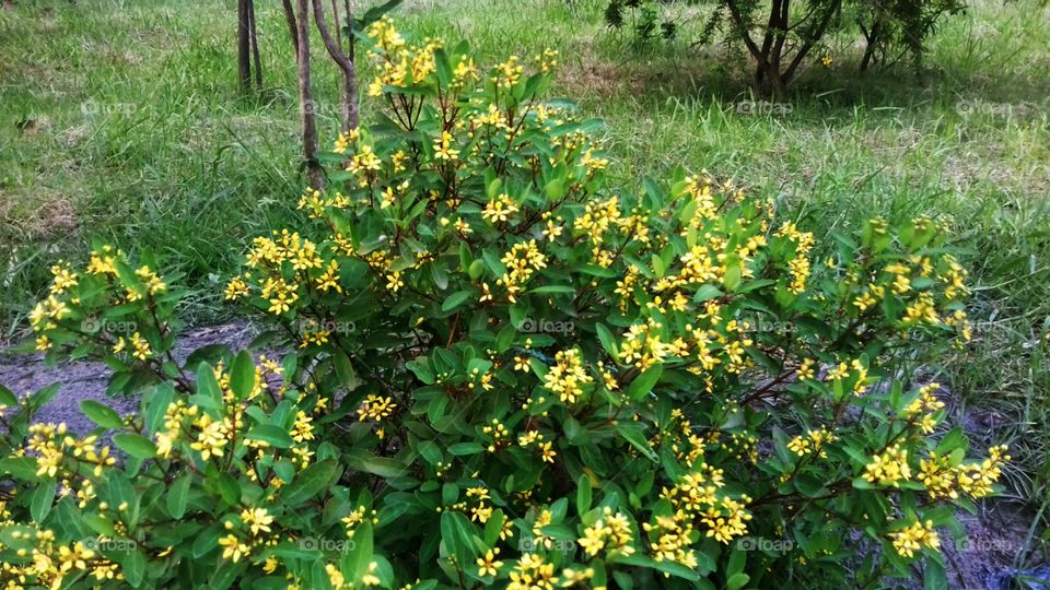 Garden yellow flower photo