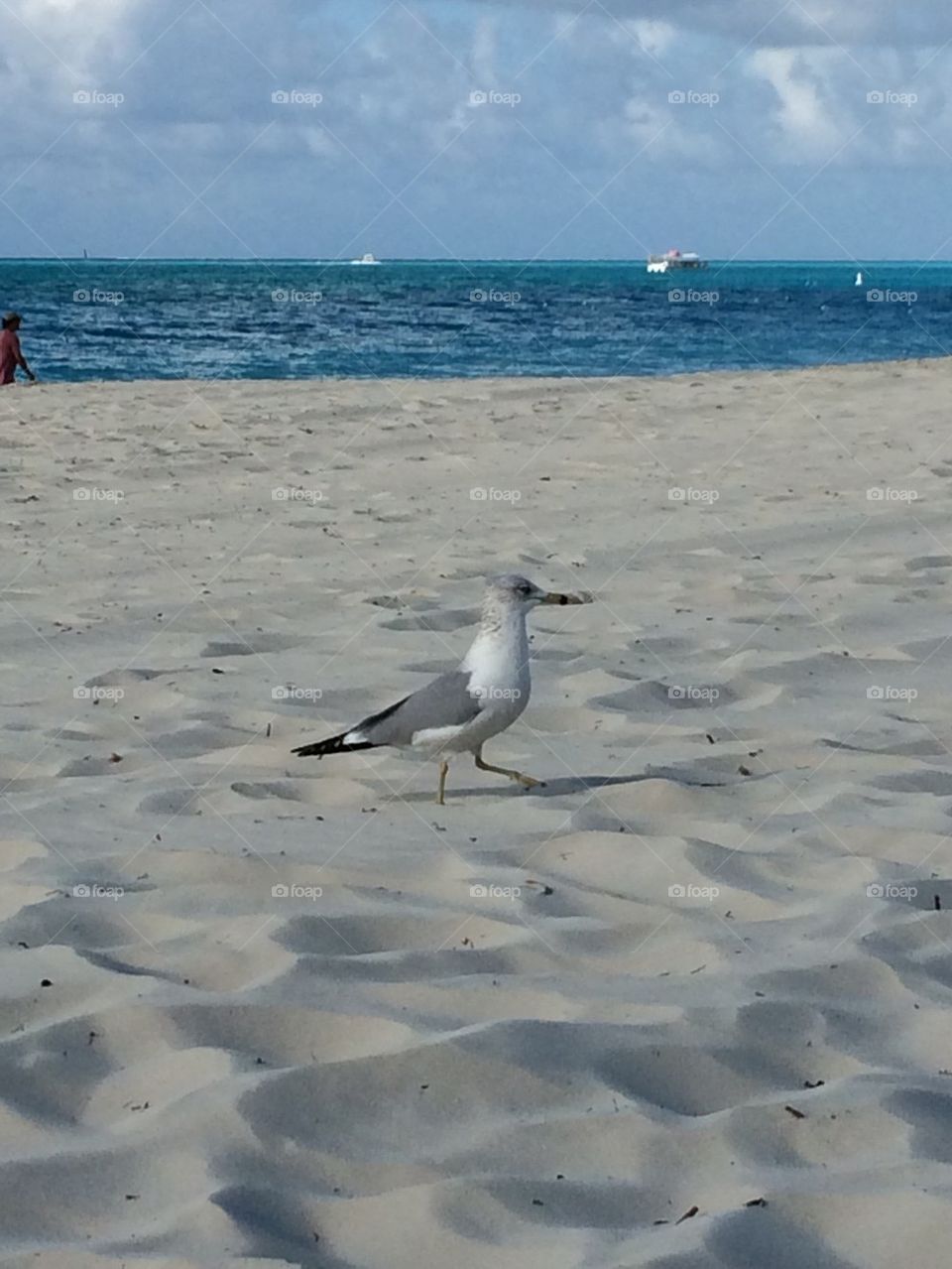 Seagull