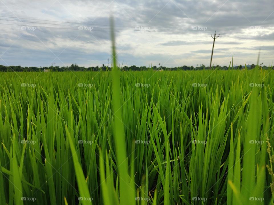Paddy fields - India