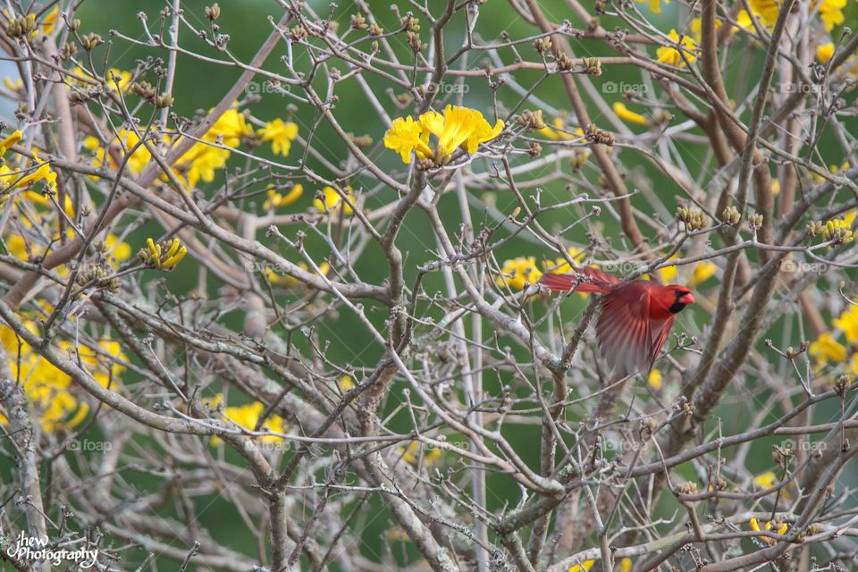 Yellow Trumpet Tree & Cardinal