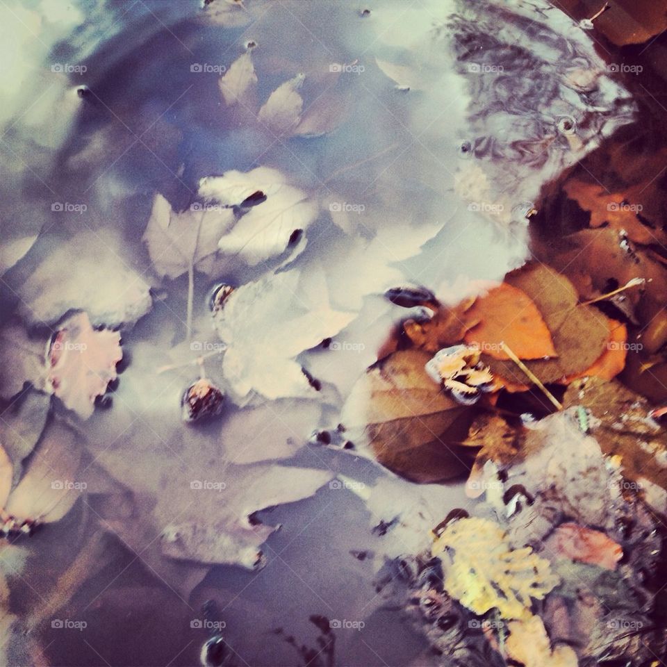 leaves water autumn by thyrabrandt