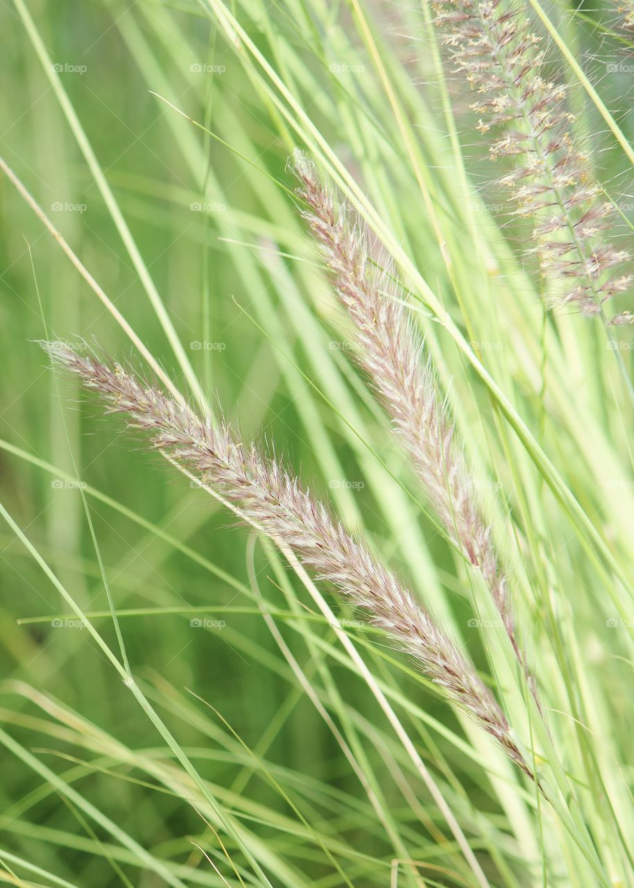 beautiful plumes against the striking green grass blades