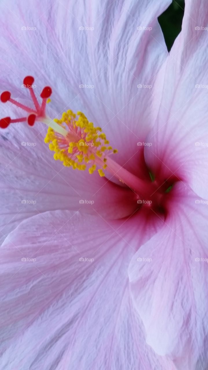 close up pink hibiscus