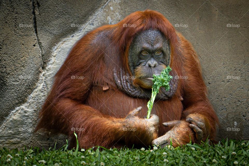 Orangutan Eats Green