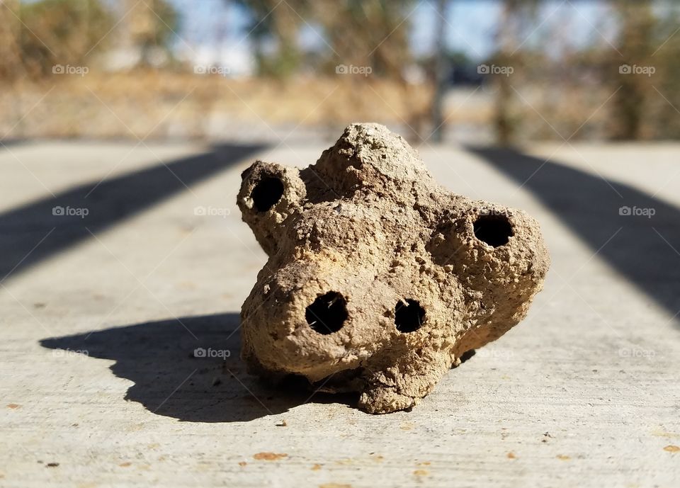 mud daubers nest