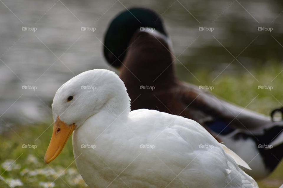 tied duck