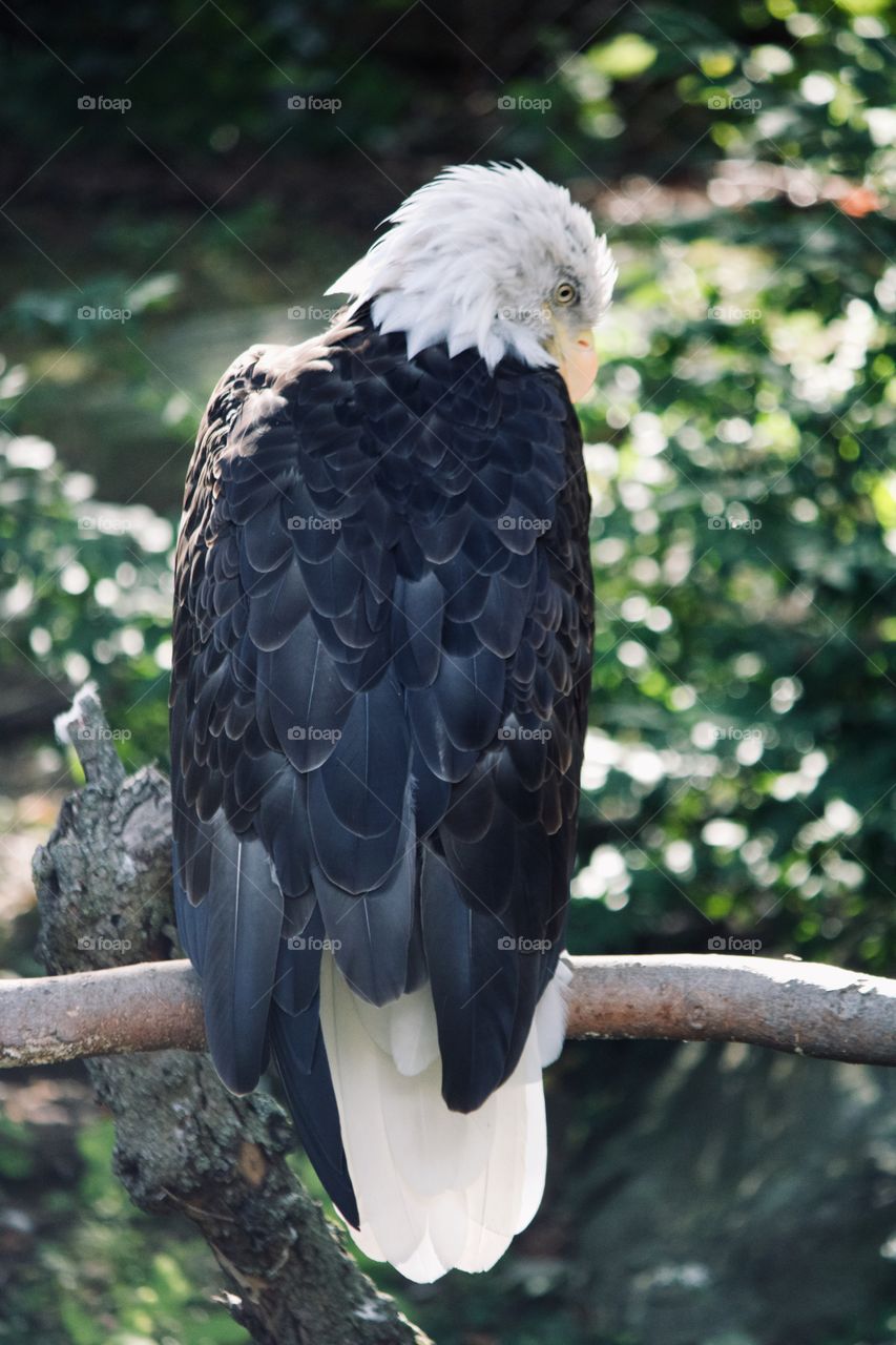 The great Bald Eagle