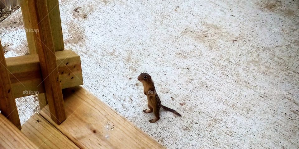 a chipmunk walks up to check me out as I sit on my porch