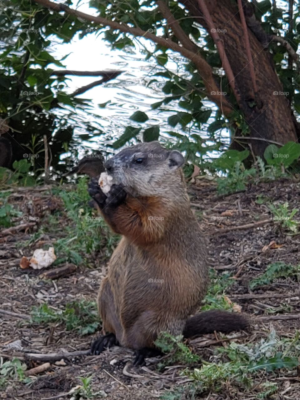 Chucky the woodchuck eating bread. This is by a pond located behind a warehouse by the Minneapolis railyard.