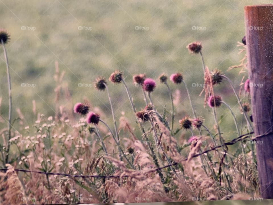 Thistles