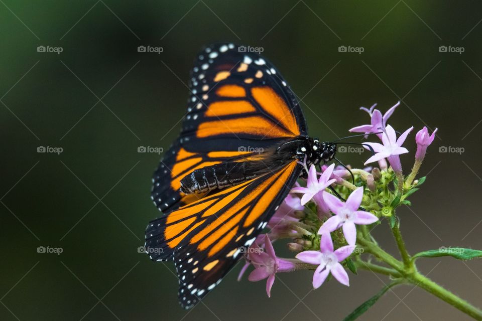 Monarch butterfly on light purple flowers