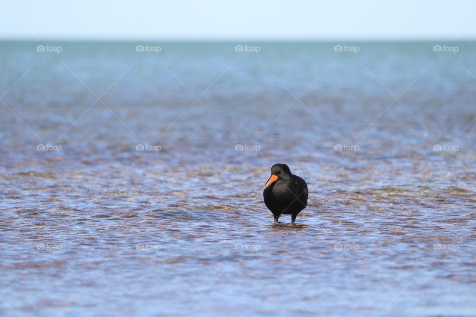 A south Australian Sooty Oyster Catcher wading in the sea 