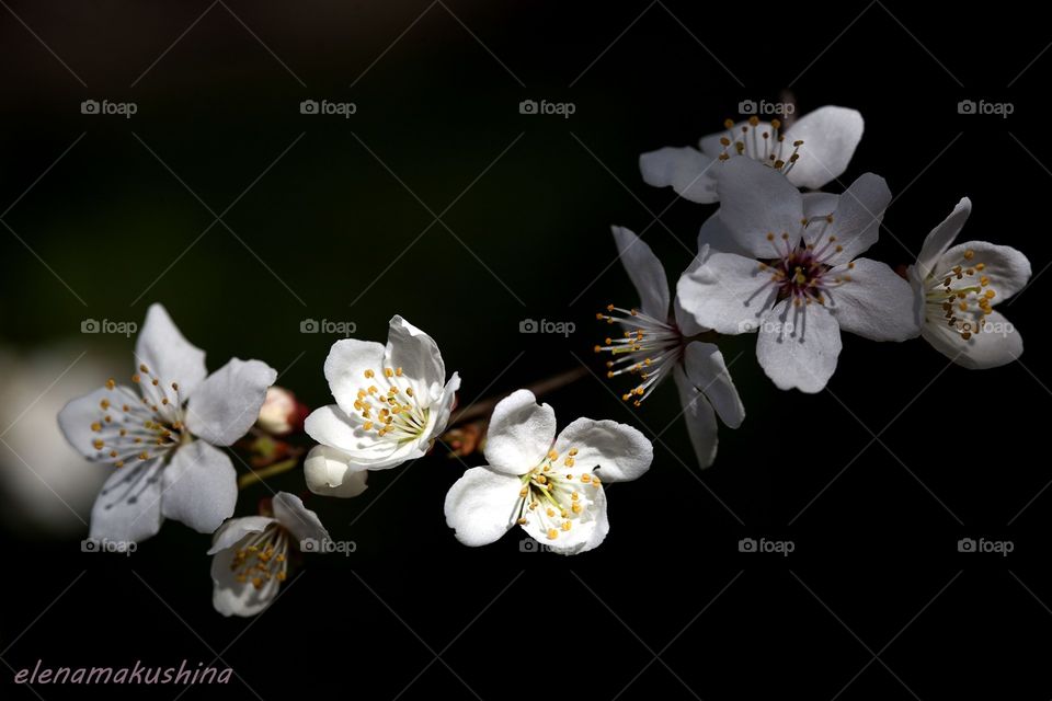 plum blossoms in the sun