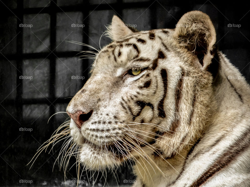 White Tiger