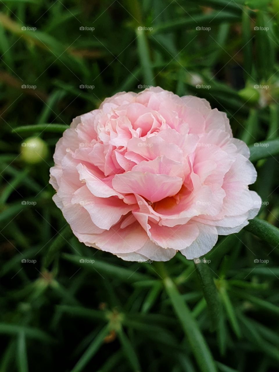 my beautiful Portulaca grandiflora