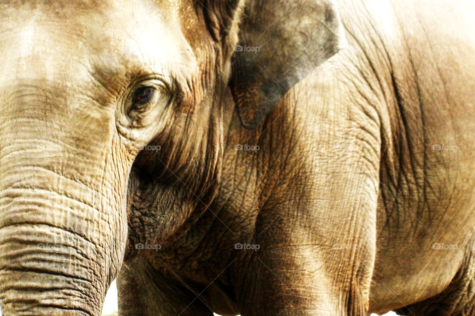 grey old elephant wrinkles by kersti