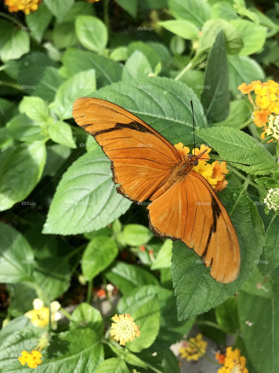 Orange Butterfly