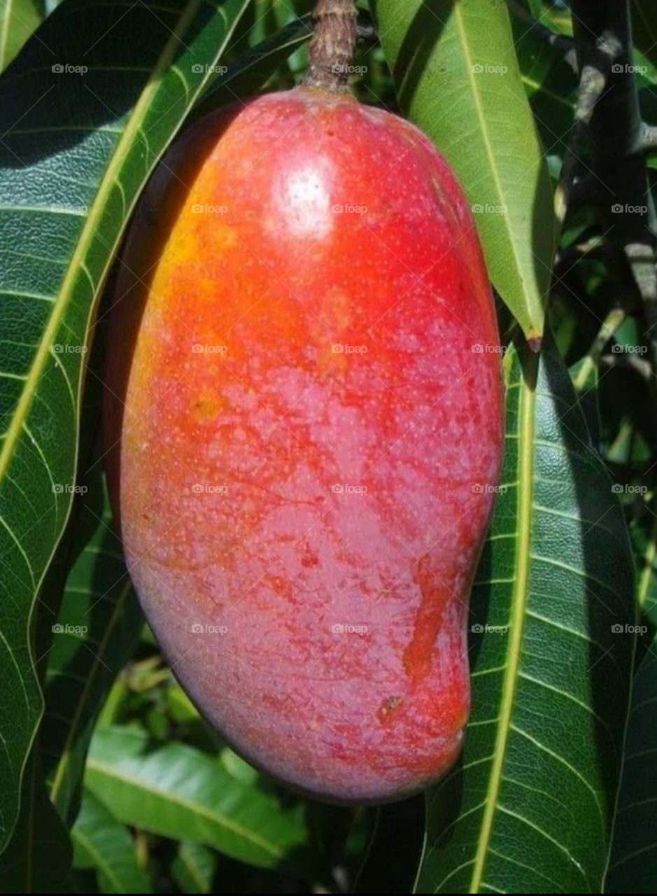 Mango ready to eat