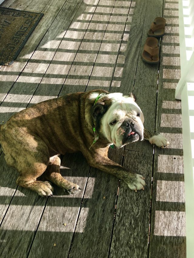 Bruce laying around 
