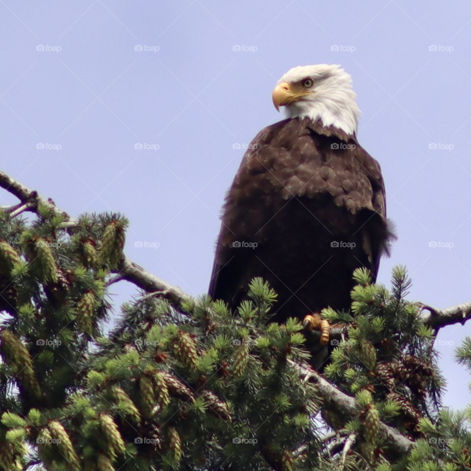 A great bald eagle perched atop an evergreen branch overlooks the surrounding area