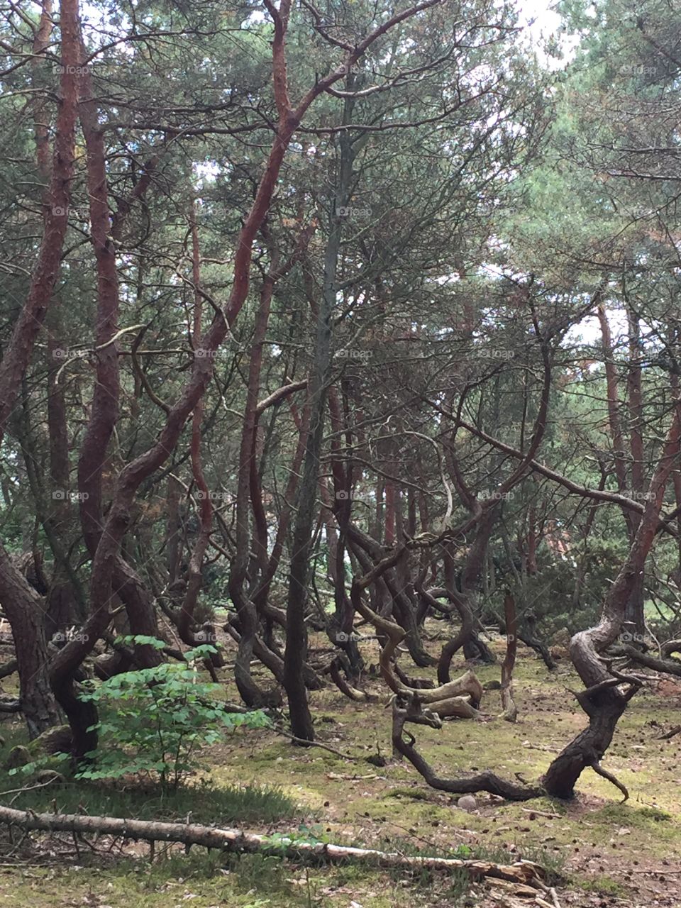 Troolskogen i Vejbystrand