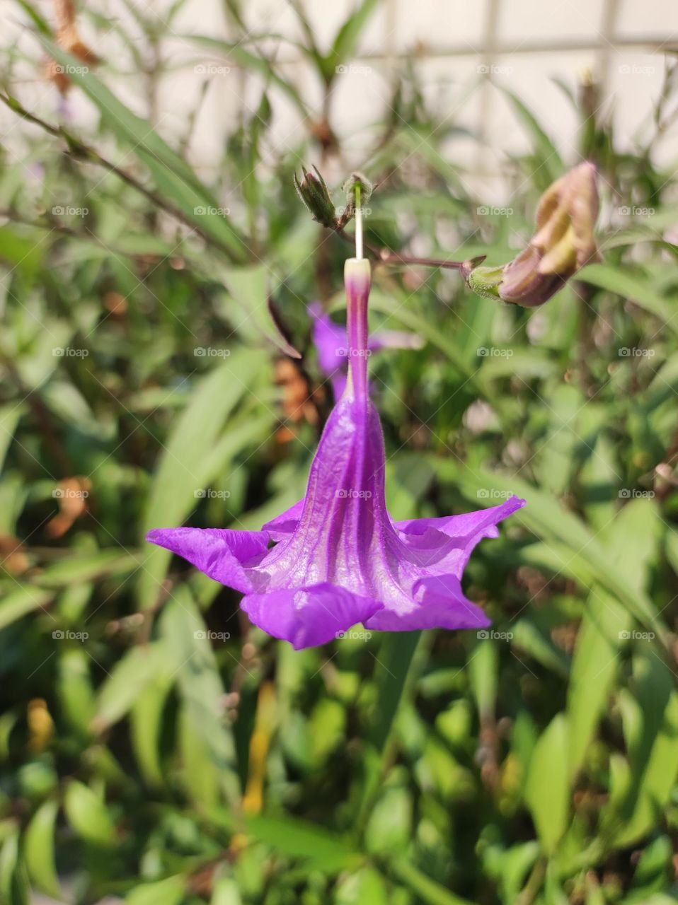 Beauty in the dying flower