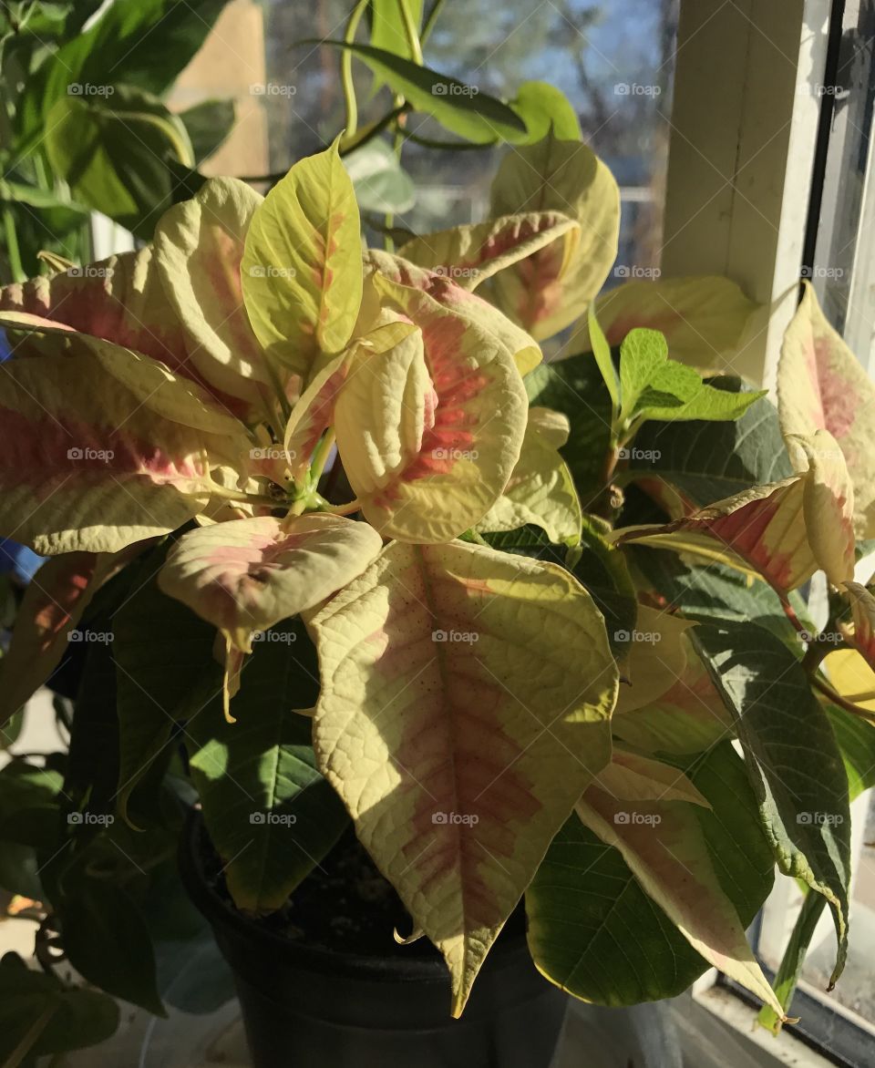 Poinsettia