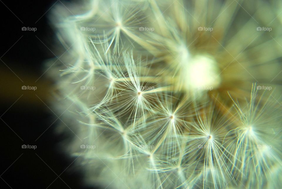 Dandelion Seeds