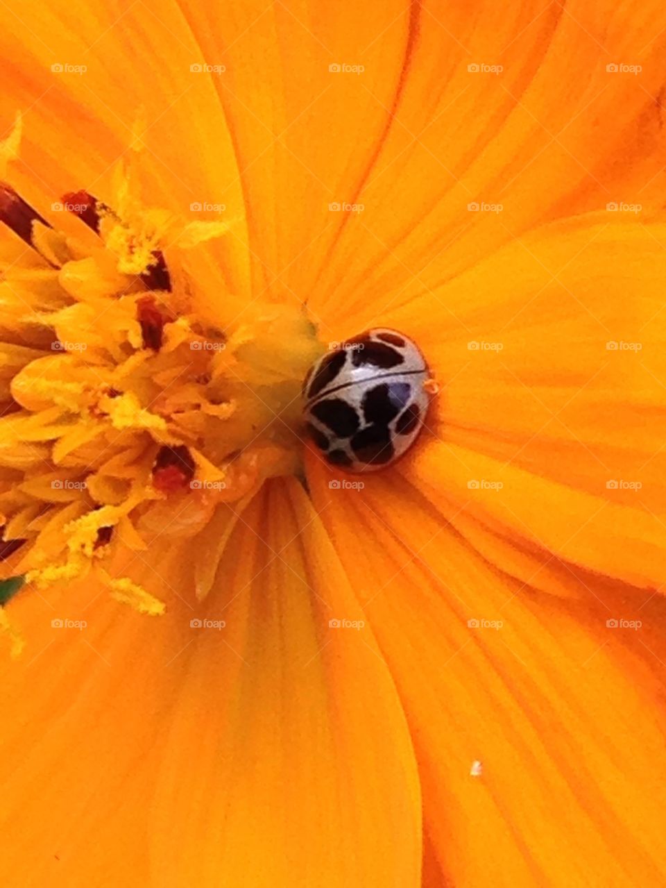 Ladybug on yellow flower