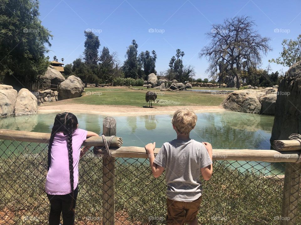 Looking At the Zoo