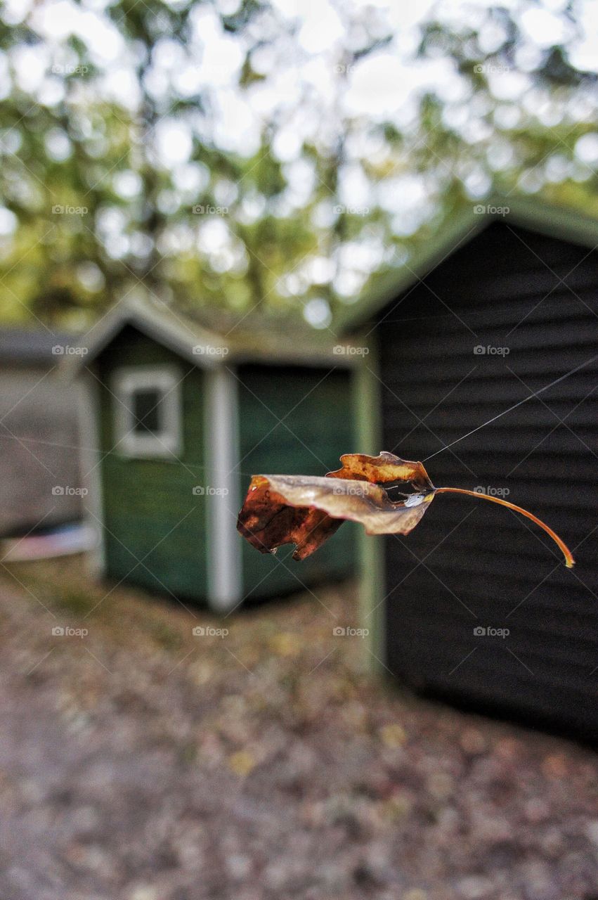 Leaf on web