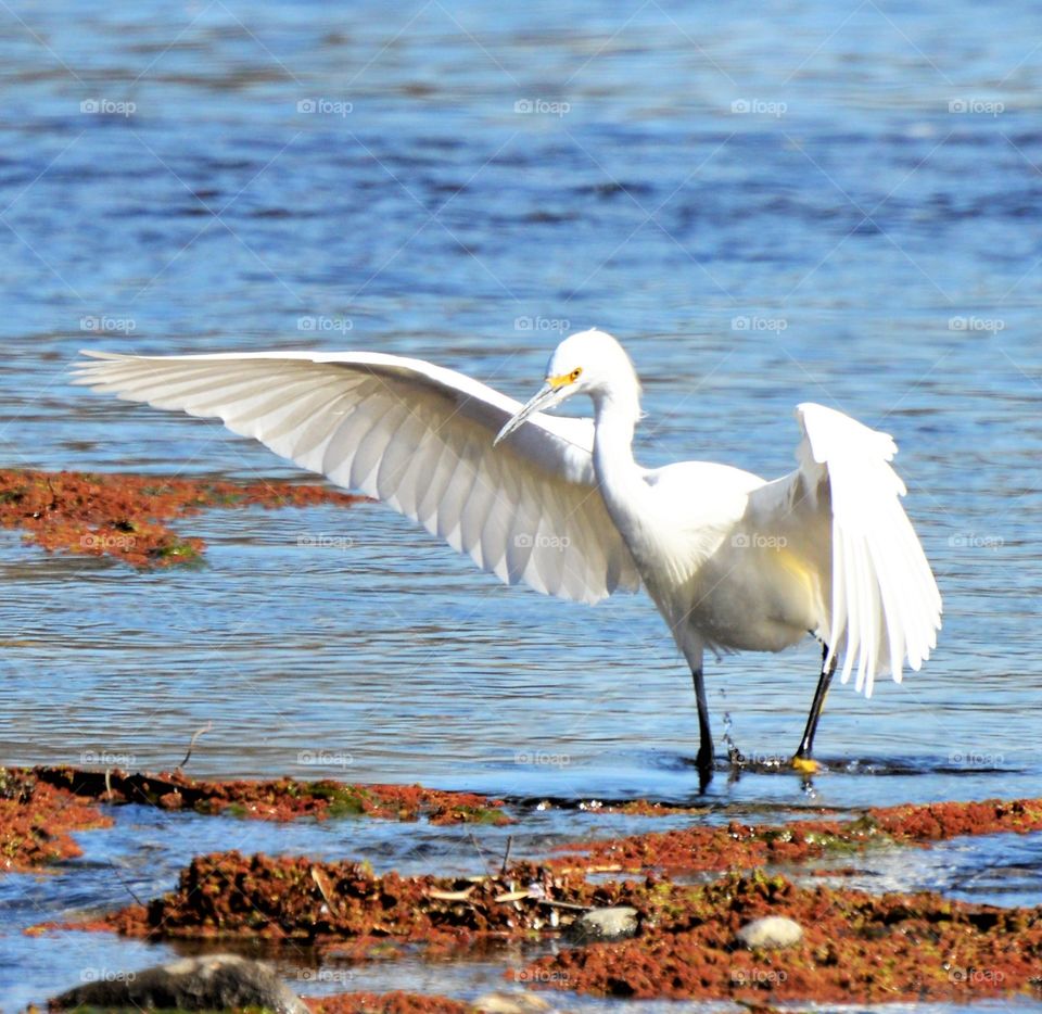 white heron flapping its wings standing in the water