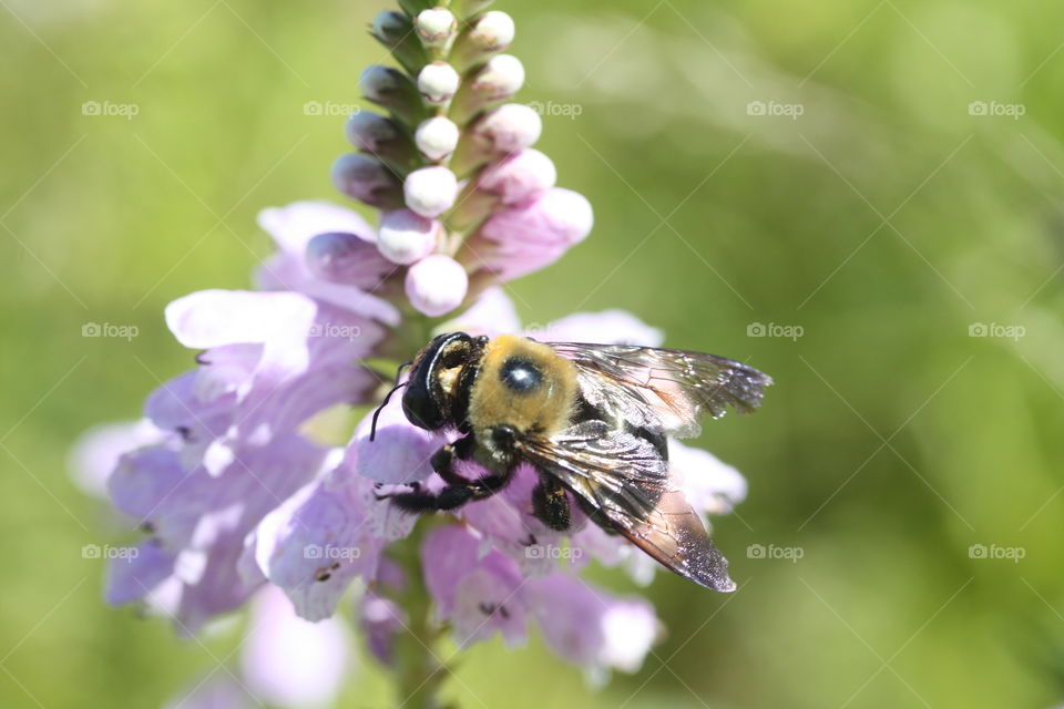 Bumblebee and flower