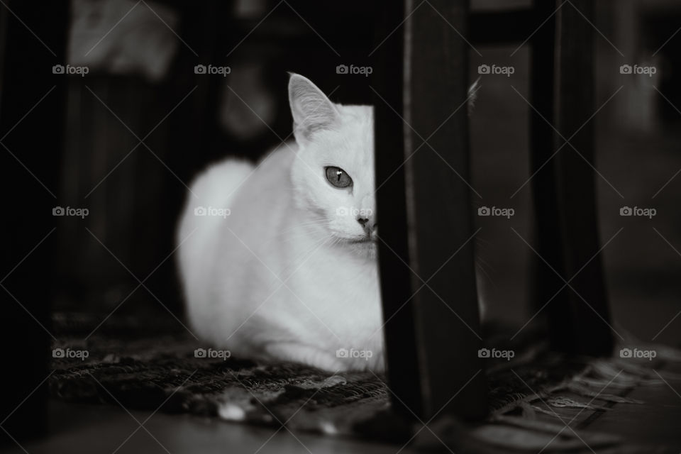 portrait I made to lira, our cat who's 13 years old and beautiful