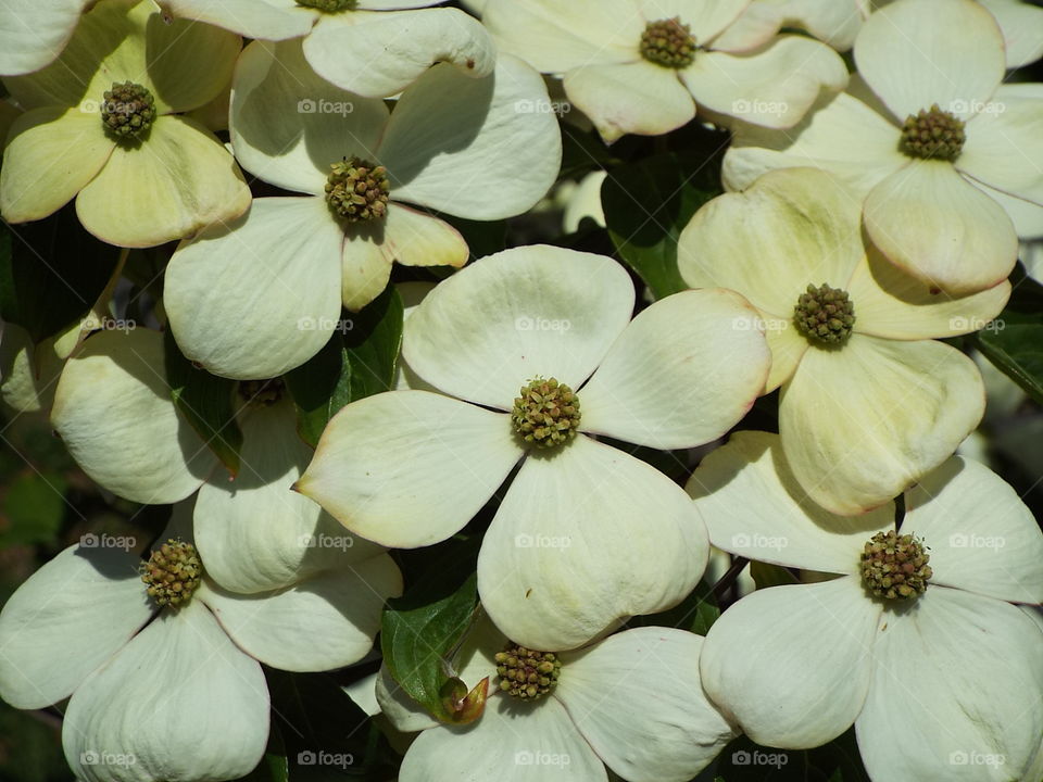 Dogwood tree blooms flowers