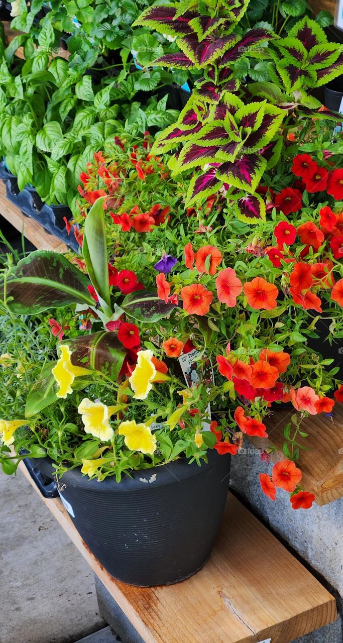 variety of flowers for sale in bold colors on wooden shelves outside a market in Oregon