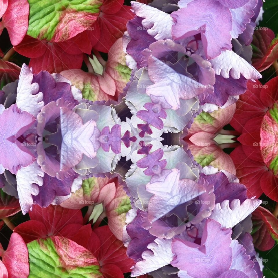 floral geometry