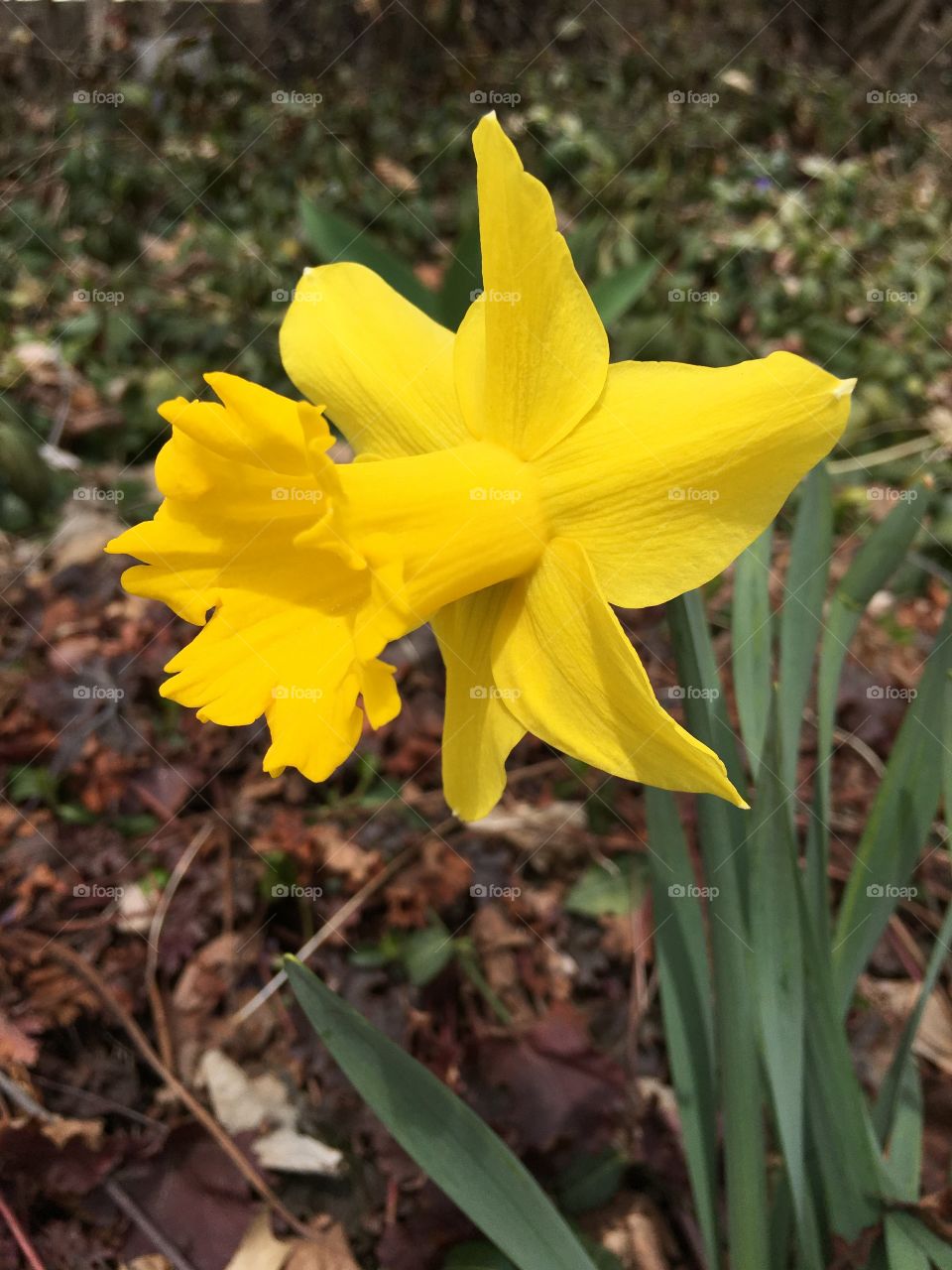 Daffodil in CT