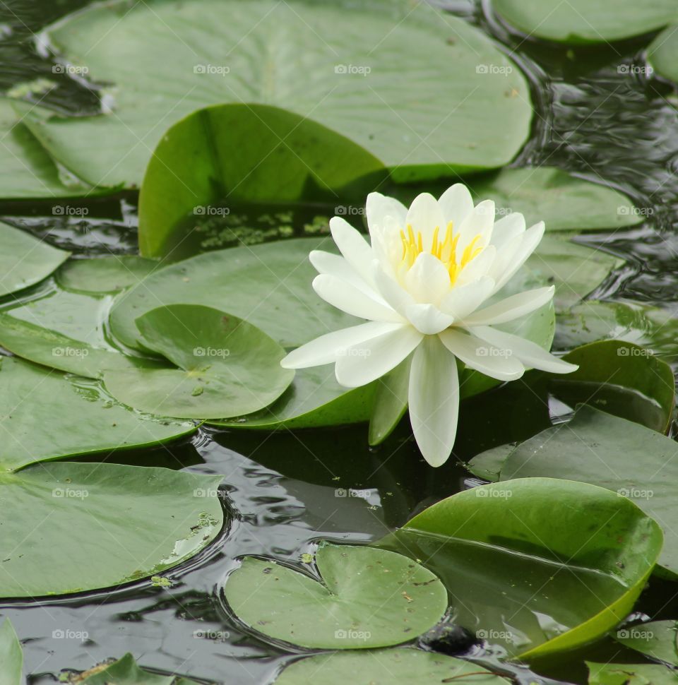lotus