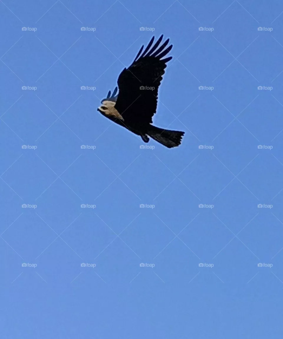 Black Kite