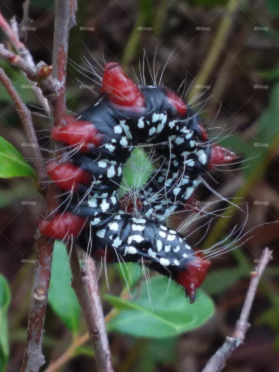 Black, white and red caterpillar