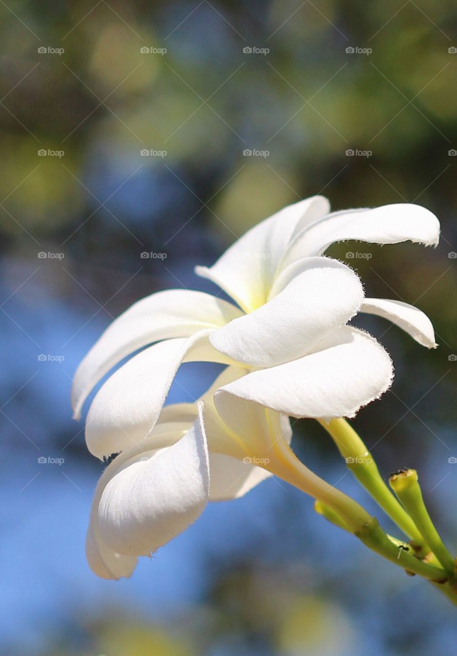 Plume ria flower. White plume ria flower