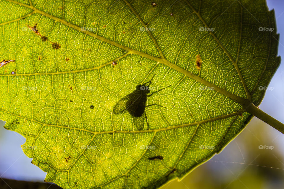 shadow of fly on a leaf