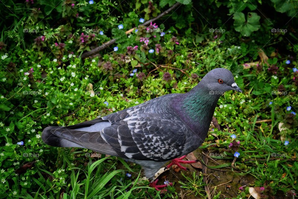 Pigeon