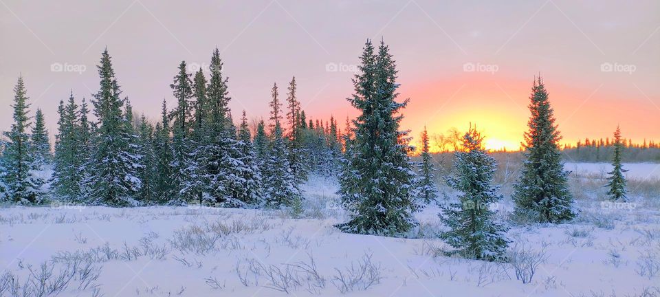 Winter,winter dawn,winter sunset,winter fairy tale,winter landscape,cold,Christmas tree,winter trees,winter evening,winter morning,winter time,dawn,sunset,evening,sun,Arctic,