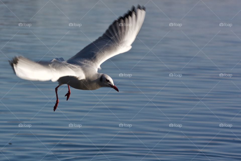 Seagull with spread wings