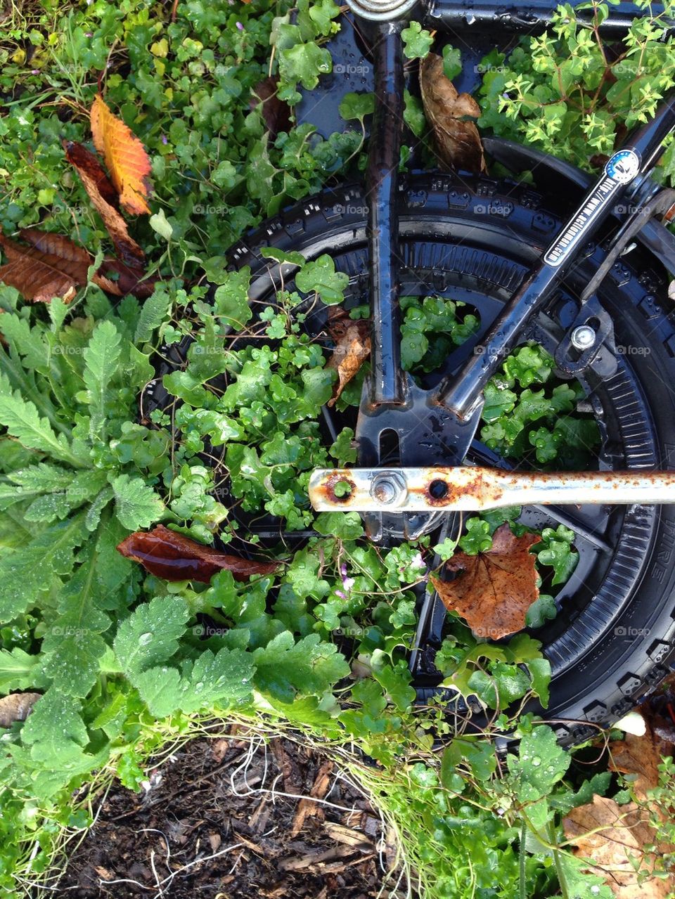 Overgrown bike 
