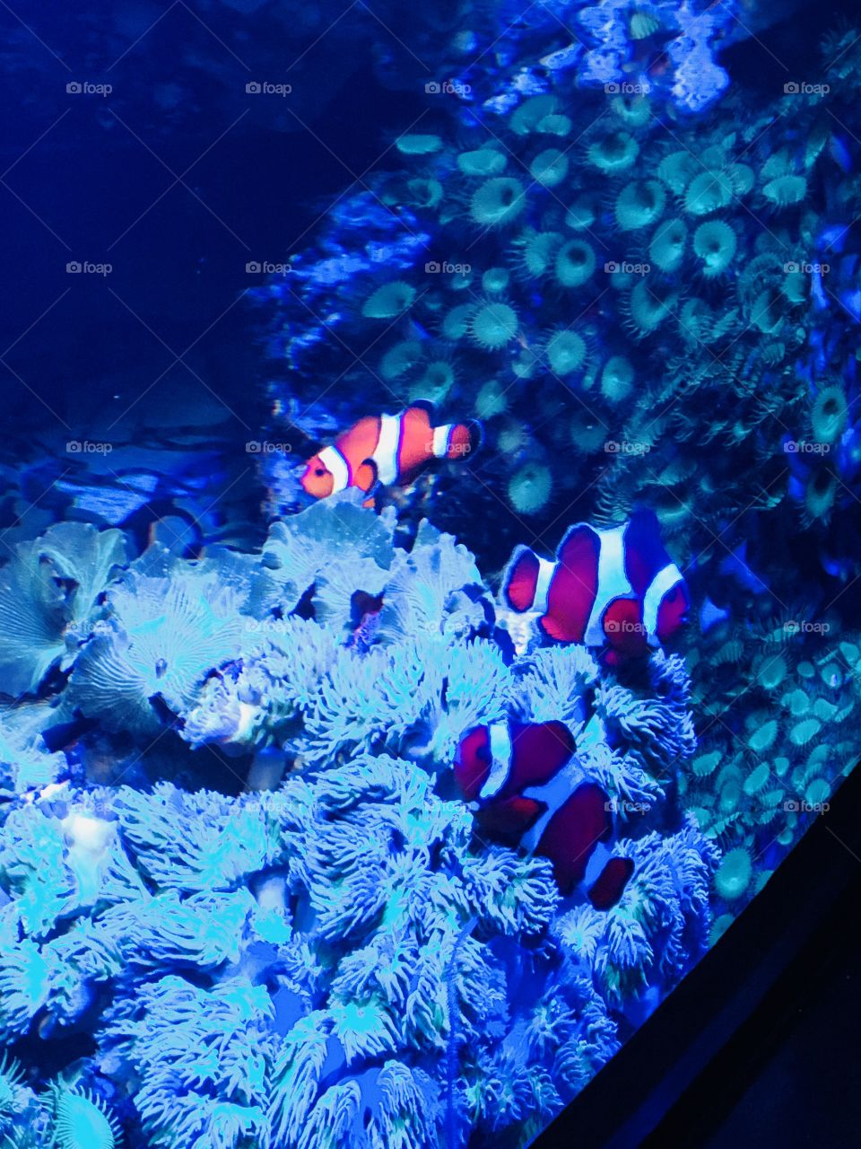 Nemo Found!