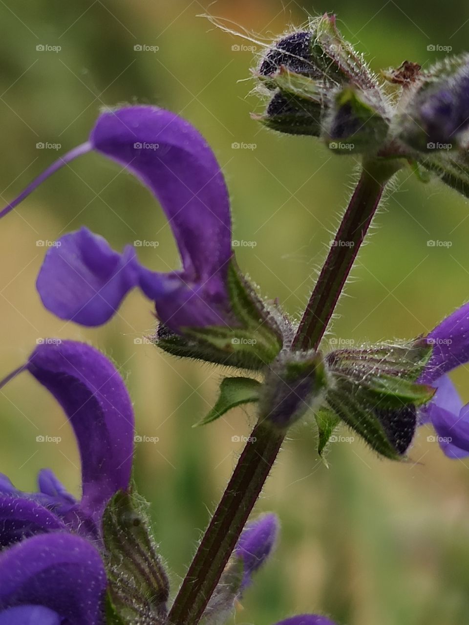 Sage. Wildflower