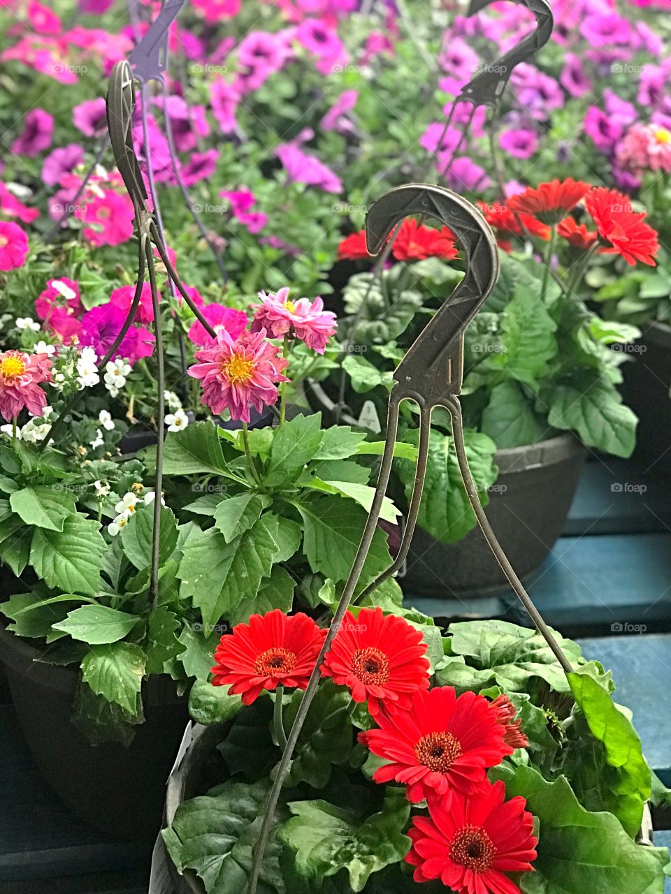 Fill this out beautiful red and purple flowers for sale in baskets with hooks just in time for spring